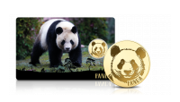 Panda na złotej monecie.
