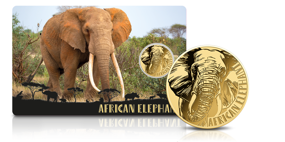 Słoń afrykański na złotej monecie.