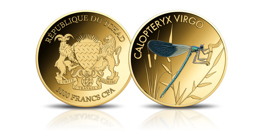 Calopteryx virgo na złotej monecie.