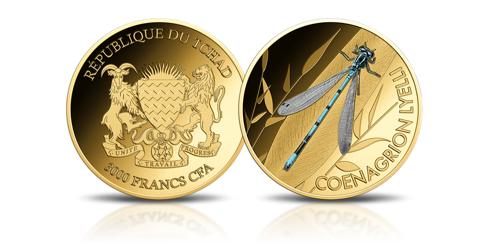 Coenagrion lyelli na złotej monecie.